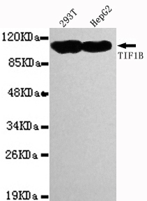 TRIM28 / KAP1 Antibody - Western blot detection of TRIM28(C-terminus) in 293T&HepG2 cell lysates using TRIM28(C-terminus) antibody (1:1000 diluted).