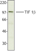 TRIM28 / KAP1 Antibody - HepG2 nuclear extract was resolved by electrophoresis, transferred to nitrocellulose and probed with monoclonal anti-TIF1beta antibody. Proteins were visualized using a goat anti-mouse secondary conjugated to HRP and a chemiluminescence detection system.