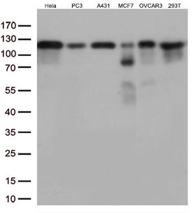 TRIM28 / KAP1 Antibody - Western blot analysis of extracts. (35ug) from 6 different cell lines by using anti-TRIM28 monoclonal antibody. (1:500)