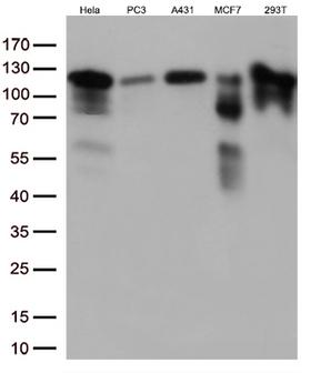 TRIM28 / KAP1 Antibody - Western blot analysis of extracts. (35ug) from 5 different cell linesby using anti-TRIM28 monoclonal antibody. (1:500)