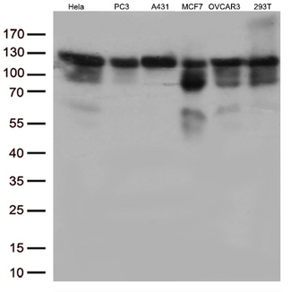 TRIM28 / KAP1 Antibody - Western blot analysis of extracts. (35ug) from 6 different cell lines by using anti-TRIM28 monoclonal antibody. (1:500)