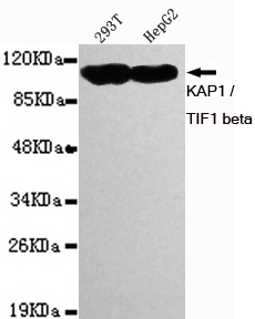 TRIM28 / KAP1 Antibody - Western blot detection of KAP1 / TIF1 beta in 293T and HepG2 cell lysates using KAP1 / TIF1 beta mouse monoclonal antibody (1:1000 dilution). Observed band size: 110KDa.
