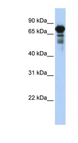 TRIM29 Antibody - TRIM29 antibody Western blot of Transfected 293T cell lysate.  This image was taken for the unconjugated form of this product. Other forms have not been tested.