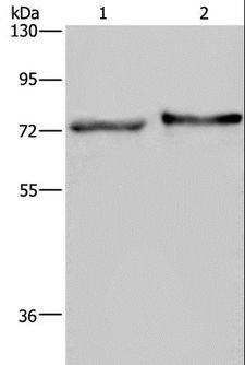 TRIM29 Antibody - Western blot analysis of Mouse skin tissue and HT-29 cell, using TRIM29 Polyclonal Antibody at dilution of 1:450.