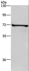 TRIM29 Antibody - Western blot analysis of HT-29 cell, using TRIM29 Polyclonal Antibody at dilution of 1:400.