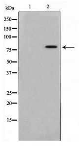 TRIM3 Antibody - Western blot of COLO205 cell lysate using TRIM3 Antibody