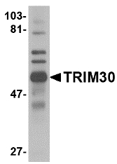 Trim30 Antibody - Western blot of TRIM30 in mouse spleen tissue lysate with TRIM30 antibody at 1 ug/ml.