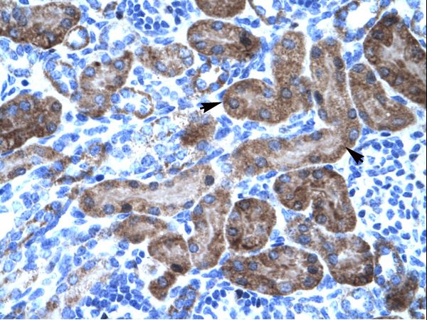 TRIM31 / RNF Antibody - Human Kidney.  This image was taken for the unconjugated form of this product. Other forms have not been tested.