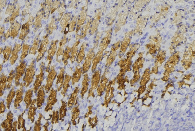 TRIM31 / RNF Antibody - 1:100 staining human gastric tissue by IHC-P. The sample was formaldehyde fixed and a heat mediated antigen retrieval step in citrate buffer was performed. The sample was then blocked and incubated with the antibody for 1.5 hours at 22°C. An HRP conjugated goat anti-rabbit antibody was used as the secondary.