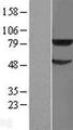 TRIM31 / RNF Protein - Western validation with an anti-DDK antibody * L: Control HEK293 lysate R: Over-expression lysate