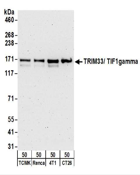 TRIM33 / TIF1-Gamma Antibody - Detection of Mouse TRIM33/ TIF1gamma by Western Blot. Samples: Whole cell lysate (50 ug) from TCMK-1, Renca, 4T1, and CT26.WT cells. Antibodies: Affinity purified rabbit anti-TRIM33/ TIF1gamma antibody used for WB at 0.1 ug/ml. Detection: Chemiluminescence with an exposure time of 3 minutes.