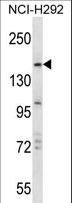 TRIM33 / TIF1-Gamma Antibody - TRIM33 Antibody western blot of NCI-H292 cell line lysates (35 ug/lane). The TRIM33 antibody detected the TRIM33 protein (arrow).