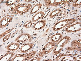TRIM33 / TIF1-Gamma Antibody - IHC of paraffin-embedded kidney using anti-Trim33 mouse monoclonal antibody.