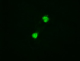 TRIM33 / TIF1-Gamma Antibody - Anti-Trim33 mouse monoclonal antibody  immunofluorescent staining of COS7 cells transiently transfected by pCMV6-ENTRY Trim33.