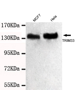 TRIM33 / TIF1-Gamma Antibody - TRIM33 (C-terminus) antibody at 1/1000 dilution Lane1: MCF7 whole cell lysate 40 ug/lane Lane2: HeLa NE whole cell lysate 40 ug/lane.