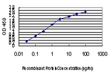 TRIM33 / TIF1-Gamma Antibody - Detection limit for recombinant GST tagged TRIM33 is approximately 0.03 ng/ml as a capture antibody.