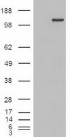 TRIM33 / TIF1-Gamma Antibody - HEK293T cells were transfected with the pCMV6-ENTRY control (Left lane) or pCMV6-ENTRY Trim33 (Right lane) cDNA for 48 hrs and lysed. Equivalent amounts of cell lysates (5 ug per lane) were separated by SDS-PAGE and immunoblotted with anti-Trim33.