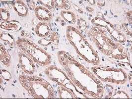 TRIM33 / TIF1-Gamma Antibody - IHC of paraffin-embedded kidney using anti-Trim33 mouse monoclonal antibody.