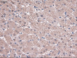 TRIM33 / TIF1-Gamma Antibody - IHC of paraffin-embedded liver using anti-Trim33 mouse monoclonal antibody.