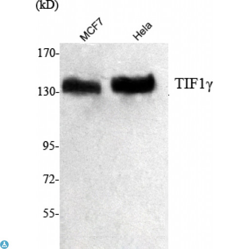 TRIM33 / TIF1-Gamma Antibody - Western Blot (WB) analysis using TIF1gamma Monoclonal Antibody against MCF7 cell lysate, HeLa nuclear extract.