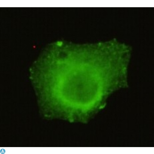 TRIM33 / TIF1-Gamma Antibody - Immunofluorescence (IF) analysis of HeLa cells using TIF1gamma Monoclonal Antibody.
