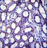 TRIM34 / RNF21 Antibody - TRIM34 Antibody immunohistochemistry of formalin-fixed and paraffin-embedded human kidney tissue followed by peroxidase-conjugated secondary antibody and DAB staining.