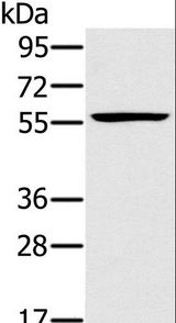 TRIM34 / RNF21 Antibody - Western blot analysis of Jurkat cell, using TRIM34 Polyclonal Antibody at dilution of 1:250.