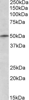 TRIM35 Antibody - Goat Anti-TRIM35 / MAIR Antibody (1µg/ml) staining of K562 lysate (35µg protein in RIPA buffer). Primary incubation was 1 hour. Detected by chemiluminescencence.