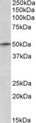 TRIM35 Antibody - Goat Anti-TRIM35 / MAIR Antibody (1µg/ml) staining of K562 lysate (35µg protein in RIPA buffer). Primary incubation was 1 hour. Detected by chemiluminescencence.