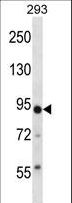 TRIM36 Antibody - TRIM36 Antibody western blot of 293 cell line lysates (35 ug/lane). The TRIM36 antibody detected the TRIM36 protein (arrow).