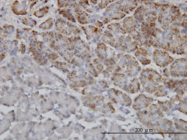 TRIM36 Antibody - Immunoperoxidase of monoclonal antibody to TRIM36 on formalin-fixed paraffin-embedded human pancreas. [antibody concentration 3 ug/ml]