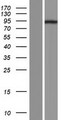 TRIM36 Protein - Western validation with an anti-DDK antibody * L: Control HEK293 lysate R: Over-expression lysate