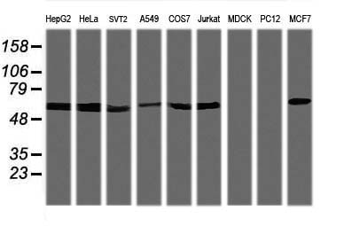 TRIM38 Antibody - Western blot of extracts (35 ug) from 9 different cell lines by using anti-TRIM38 monoclonal antibody (HepG2: human; HeLa: human; SVT2: mouse; A549: human; COS7: monkey; Jurkat: human; MDCK: canine; PC12: rat; MCF7: human).