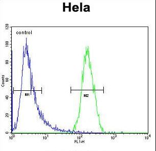 TRIM38 Antibody - TRIM38 Antibody flow cytometry of HeLa cells (right histogram) compared to a negative control cell (left histogram). FITC-conjugated goat-anti-rabbit secondary antibodies were used for the analysis.