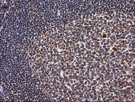 TRIM38 Antibody - IHC of paraffin-embedded Human tonsil using anti-TRIM38 mouse monoclonal antibody.