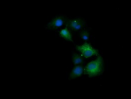 TRIM38 Antibody - Anti-TRIM38 mouse monoclonal antibody immunofluorescent staining of COS7 cells transiently transfected by pCMV6-ENTRY TRIM38.