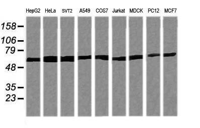 TRIM38 Antibody - Western blot of extracts (35 ug) from 9 different cell lines by using anti-TRIM38 monoclonal antibody (HepG2: human; HeLa: human; SVT2: mouse; A549: human; COS7: monkey; Jurkat: human; MDCK: canine; PC12: rat; MCF7: human).