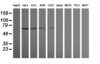 TRIM38 Antibody - Western blot of extracts (35 ug) from 9 different cell lines by using anti-TRIM38 monoclonal antibody (HepG2: human; HeLa: human; SVT2: mouse; A549: human; COS7: monkey; Jurkat: human; MDCK: canine; PC12: rat; MCF7: human).