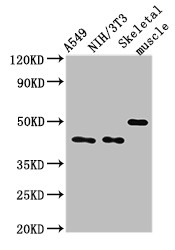 TRIM39 / RNF23 Antibody - Positive WB detected in:A549 whole cell lysate,NIH/3T3 whole cell lysate,Mouse skeletal muscle tissue;All lanes:TRIM39 antibody at 3?g/ml;Secondary;Goat polyclonal to rabbit IgG at 1/50000 dilution;Predicted band size: 60,57 KDa;Observed band size: 45,50 KDa;