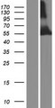 TRIM39 / RNF23 Protein - Western validation with an anti-DDK antibody * L: Control HEK293 lysate R: Over-expression lysate