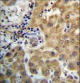 TRIM4 / RNF87 Antibody - TRIM4 Antibody immunohistochemistry of formalin-fixed and paraffin-embedded human liver tissue followed by peroxidase-conjugated secondary antibody and DAB staining.