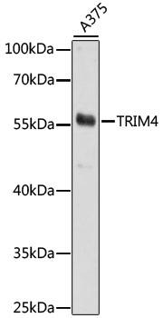 TRIM4 / RNF87 Antibody - Western blot analysis of extracts of A375 cells using TRIM4 Polyclonal Antibody at dilution of 1:1000.