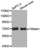 TRIM41 Antibody - Western blot analysis of extracts of various cell lines, using TRIM41 antibody.
