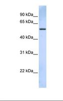 TRIM43 Antibody - 721_B cell lysate. Antibody concentration: 1.0 ug/ml. Gel concentration: 12%.  This image was taken for the unconjugated form of this product. Other forms have not been tested.