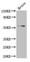 TRIM43 Antibody - Western Blot Positive WB detected in: Mouse brain tissue All lanes: TRIM43 antibody at 3µg/ml Secondary Goat polyclonal to rabbit IgG at 1/50000 dilution Predicted band size: 53 kDa Observed band size: 53 kDa