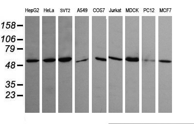 TRIM45 Antibody - Western blot of extracts (35 ug) from 9 different cell lines by using anti-TRIM45 monoclonal antibody (HepG2: human; HeLa: human; SVT2: mouse; A549: human; COS7: monkey; Jurkat: human; MDCK: canine; PC12: rat; MCF7: human).