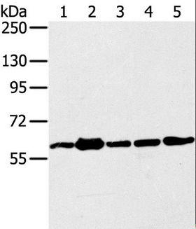 TRIM45 Antibody - Western blot analysis of 231, Jurkat, A549, HeLa and 293T cell, using TRIM45 Polyclonal Antibody at dilution of 1:400.