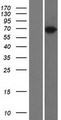 TRIM47 Protein - Western validation with an anti-DDK antibody * L: Control HEK293 lysate R: Over-expression lysate