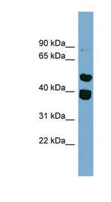 TRIM49 Antibody - TRIM49 antibody Western blot of HT1080 cell lysate. This image was taken for the unconjugated form of this product. Other forms have not been tested.