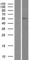 TRIM49 Protein - Western validation with an anti-DDK antibody * L: Control HEK293 lysate R: Over-expression lysate